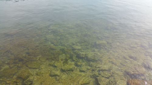 Reflection of trees in water