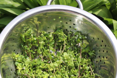 High angle view of leaves in bowl