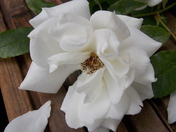 Close-up of white flowers