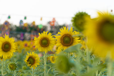 Close-up of sunflower