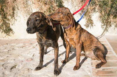 Portrait of two brothers segugio maremmano dogs
