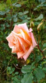 Close-up of pink rose plant