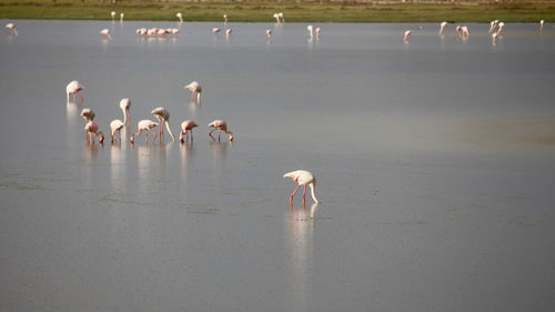 Flamingos in a swamp of amboseli national park