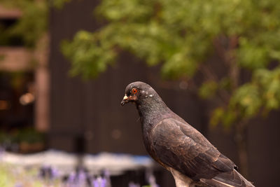 Close-up of bird perching outdoors