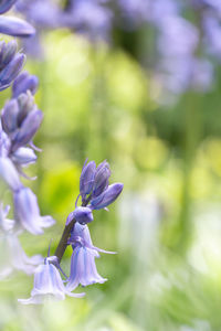 Close-up of purple flowering plant