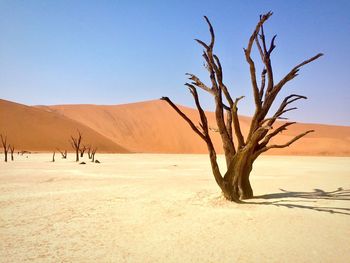 Bare tree in desert against clear blue sky