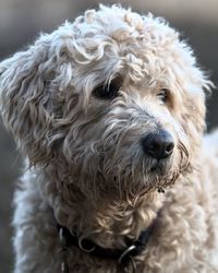 Close-up portrait of dog