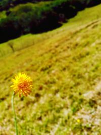 Close-up of yellow flower blooming on field