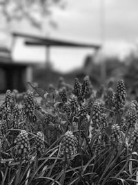 Close-up view of plants