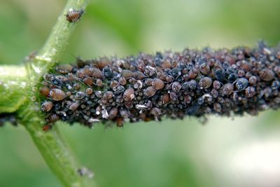 Close-up of insect on plant