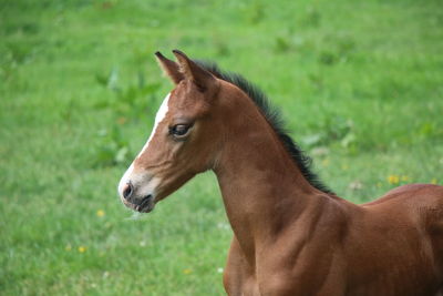 Side view of horse on field