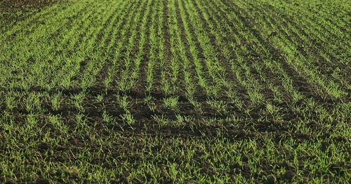 Full frame shot of grassy field