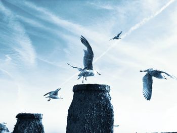 Low angle view of seagulls flying