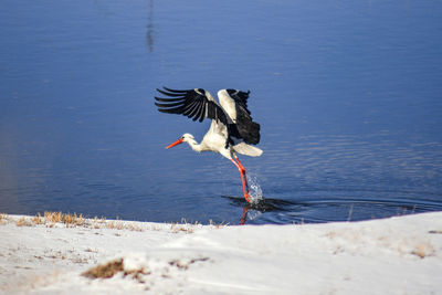 Bird flying over the lake