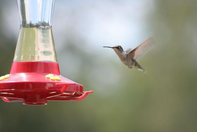 Close-up of bird flying