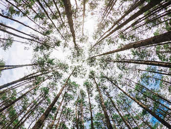 Low angle view of trees in forest against sky