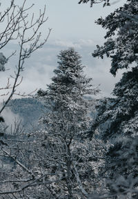 Frozen trees on snowcapped mountains against sky