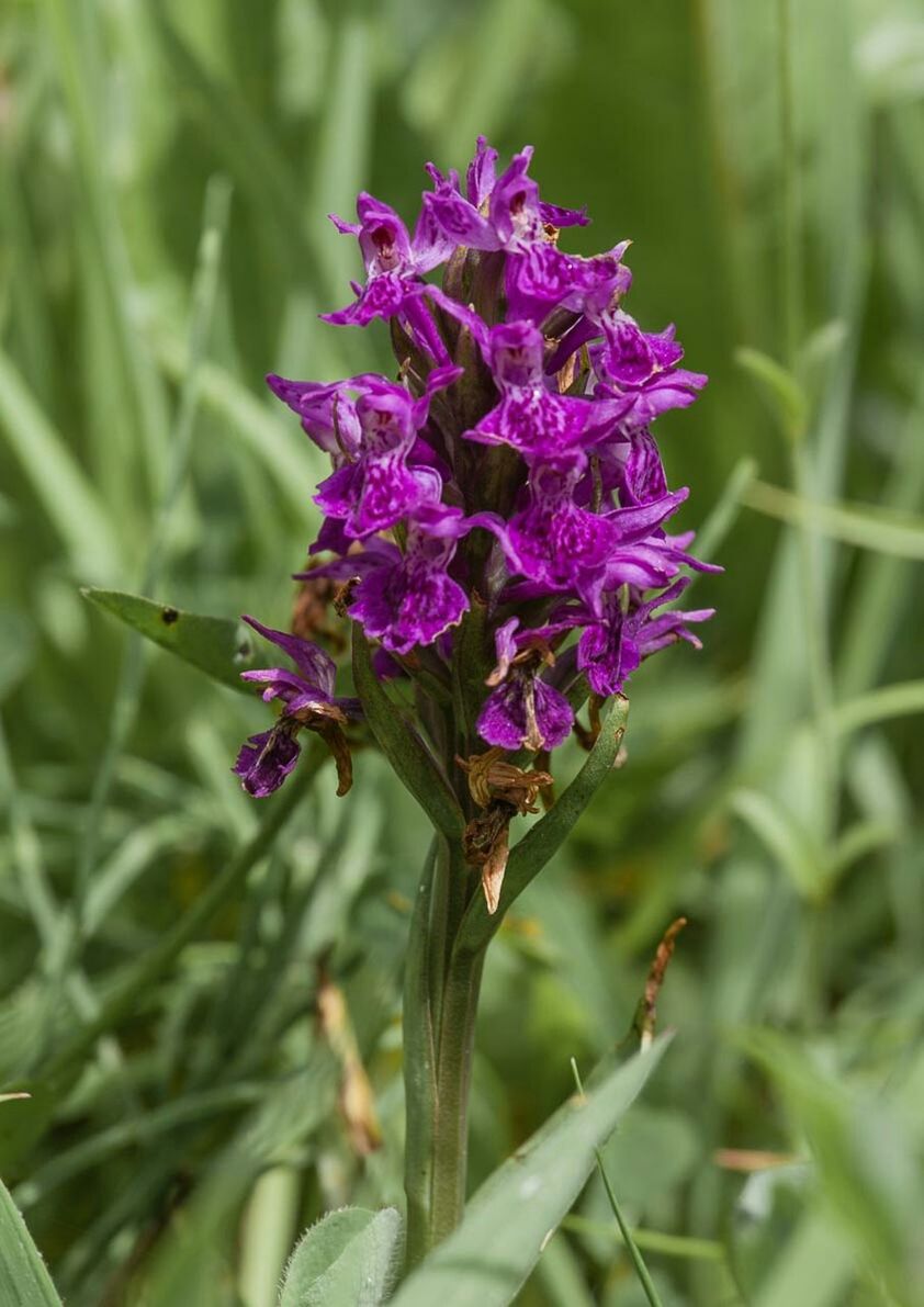 flower, freshness, fragility, growth, purple, petal, beauty in nature, plant, flower head, close-up, focus on foreground, nature, blooming, stem, green color, pink color, in bloom, selective focus, leaf, springtime