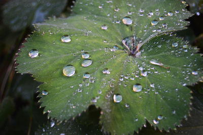 Close-up of water drops on leaf