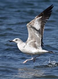 Seagull flying over sea