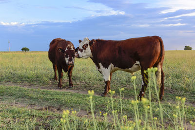 Cow standing on field against sky