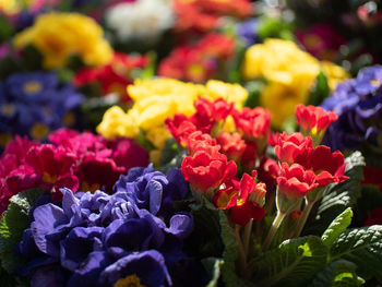 Close-up of multi colored flowering plants