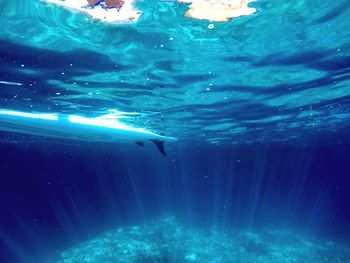 Fish swimming in sea