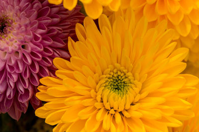 Close-up of orange flower blooming outdoors