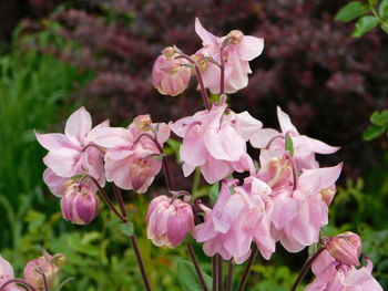 Close-up of pink flowers