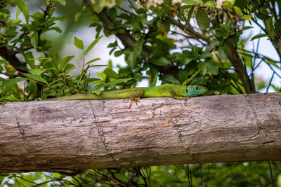 View of lizard on tree