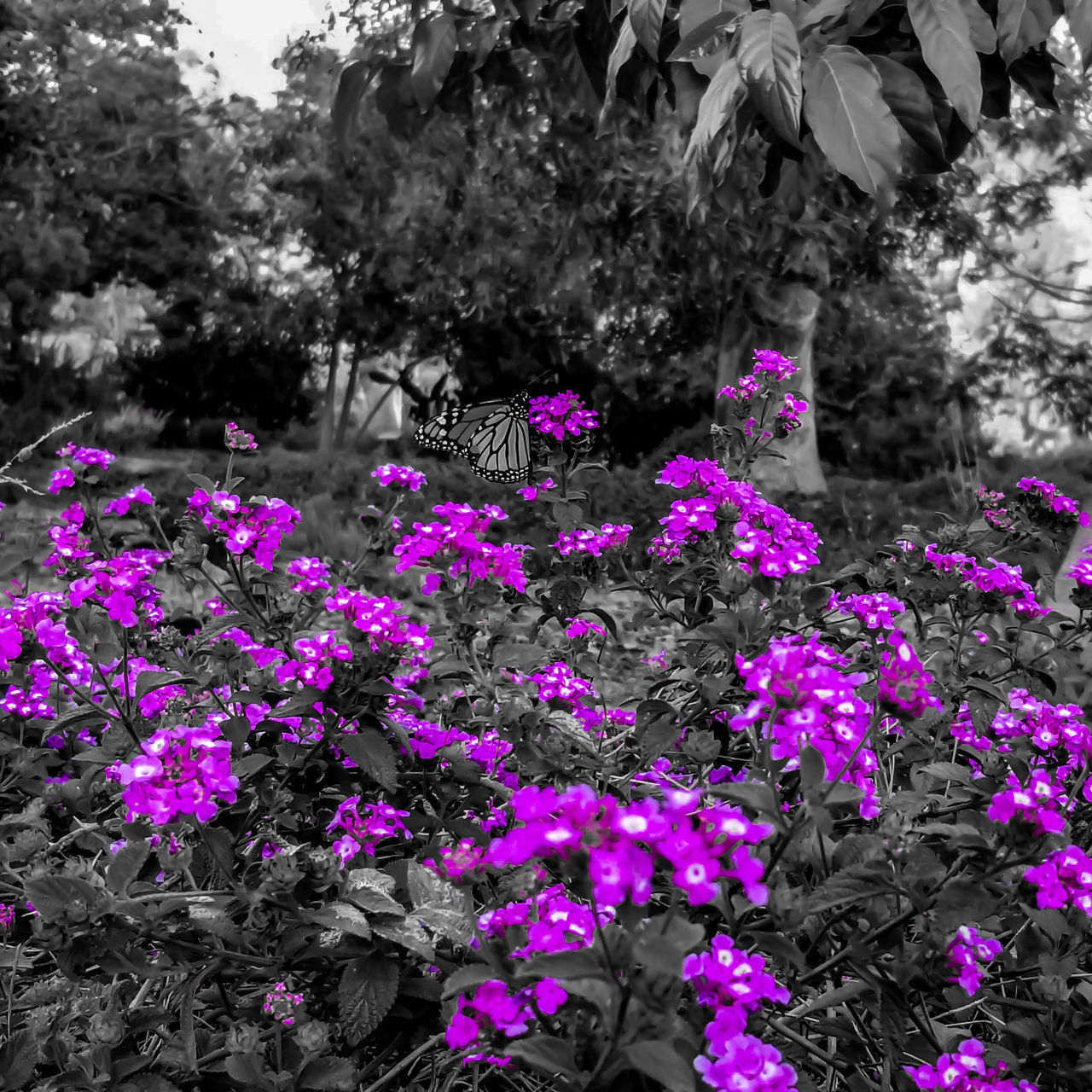 CLOSE-UP OF PINK FLOWERS IN GARDEN