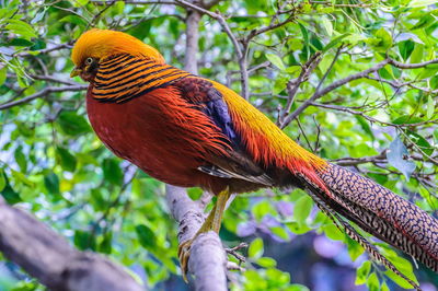 Close-up of a bird perching on branch