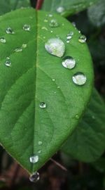 Close-up of water drops on leaf