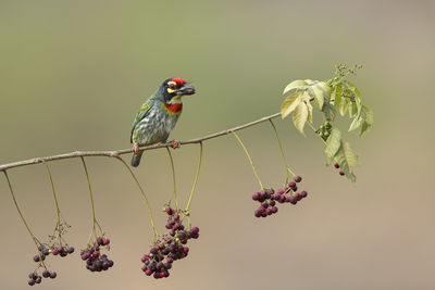 Close-up of bird perching on flower