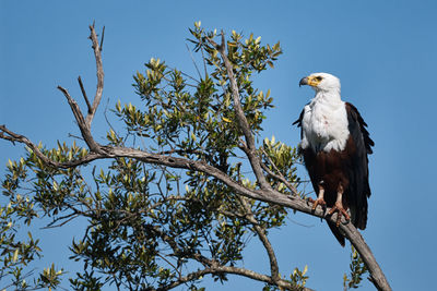 Low angle view of eagle perching on tree against clear blue sky