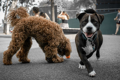 Dogs on road