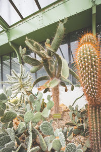 Close-up of prickly pear cactus