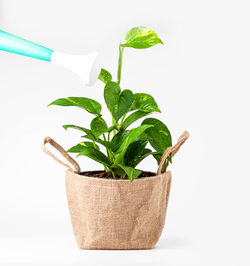 Close-up of fresh green plant against white background