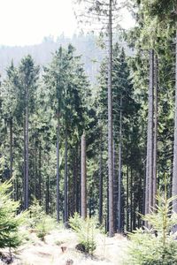 Trees in forest against sky