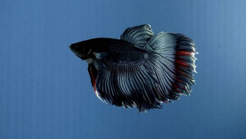 Close-up of fish swimming in sea