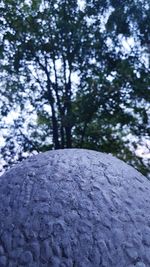 Close-up of tree trunk during winter