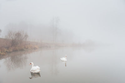 Swans swimming in lake against sky during foggy weather
