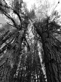 Low angle view of trees against sky