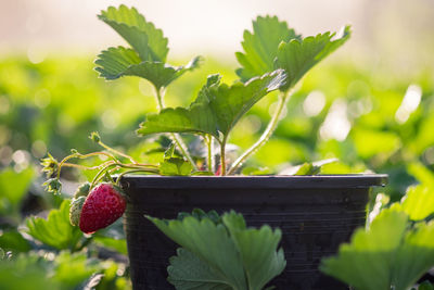 Close-up of fruits growing on plant