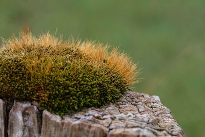 Close-up of cactus plant