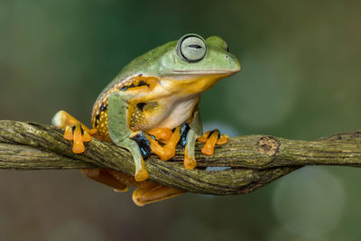 Close-up of lizard on branch