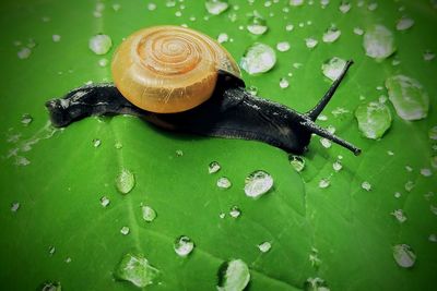 Close-up of snail on wet leaf