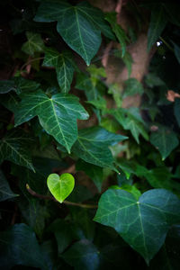 Close-up of green leaves