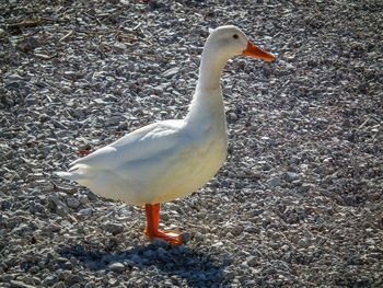 Close-up of bird