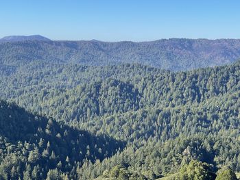 Scenic view of pine trees against sky